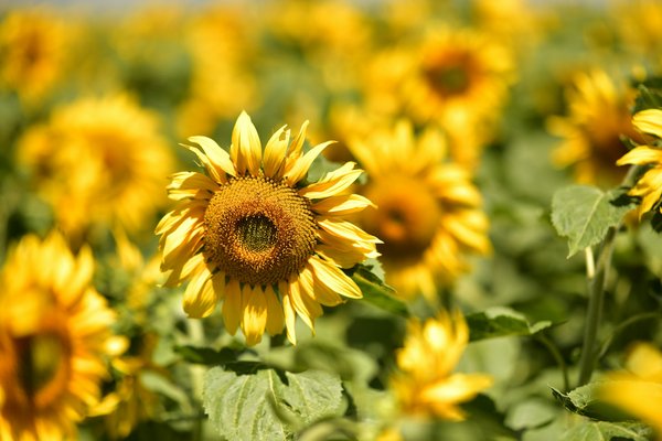 Où découvrir les traditions de la culture celte en Écosse?